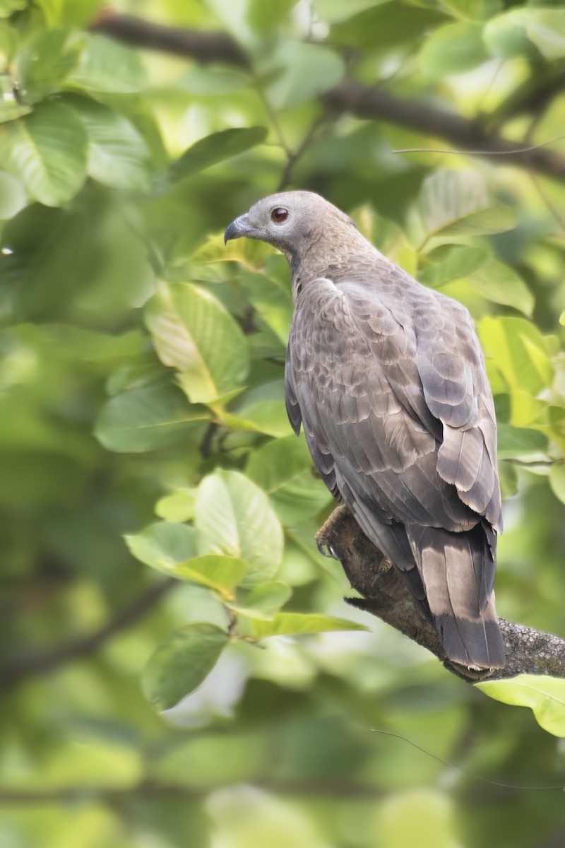 Oriental Honey-buzzard - SOVON PARBAT