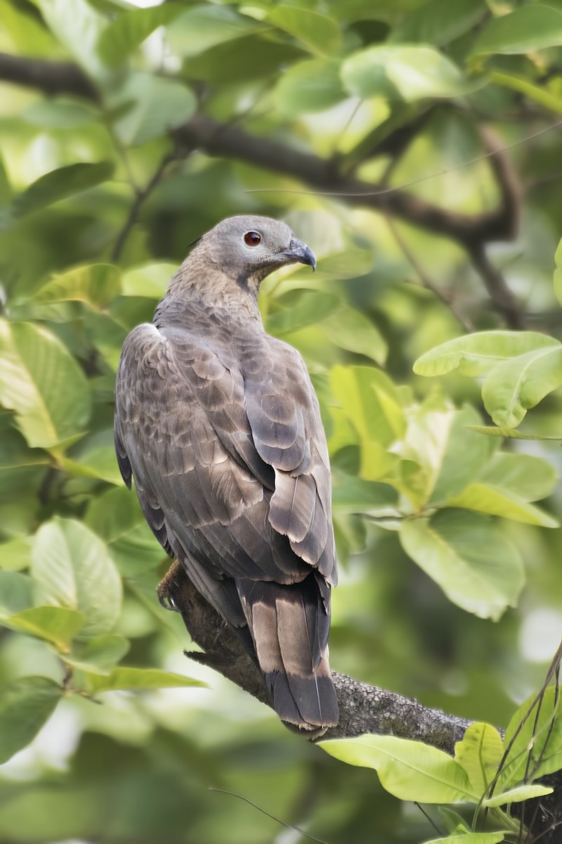 Oriental Honey-buzzard - SOVON PARBAT