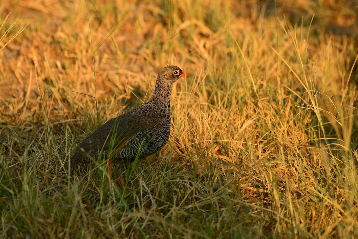 Francolin à bec rouge - ML619485554