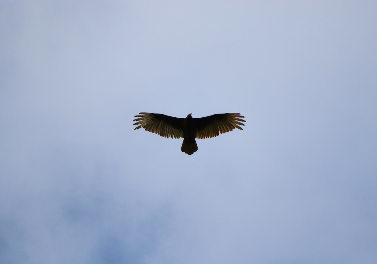 Turkey Vulture - ML619485559