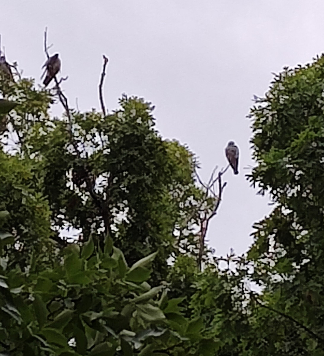 Mississippi Kite - ML619485560
