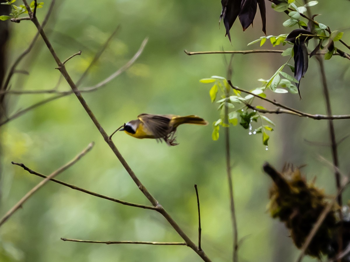 Common Yellowthroat - Nancy Schutt