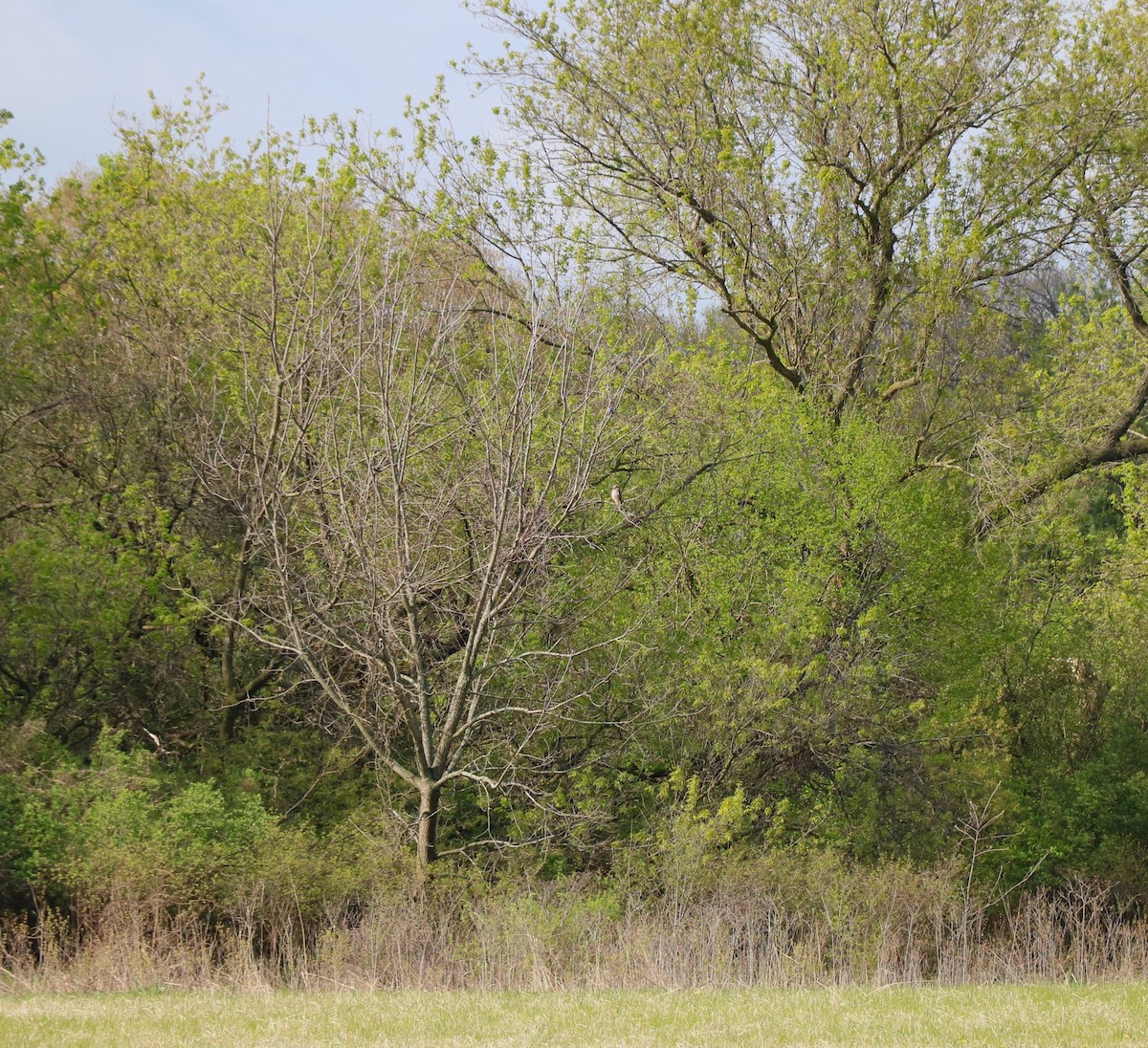 Broad-winged Hawk - Lisa Maier