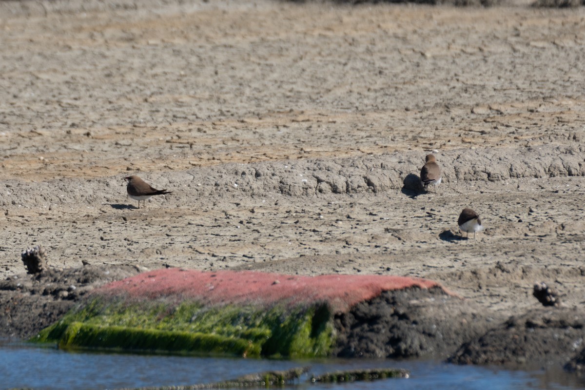 Collared Pratincole - João Lima