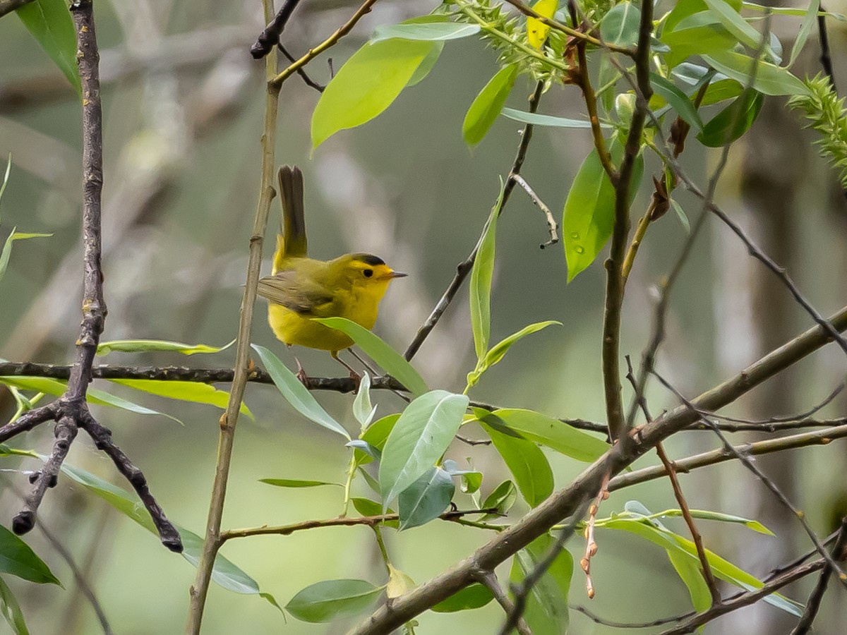 Wilson's Warbler - Nancy Schutt