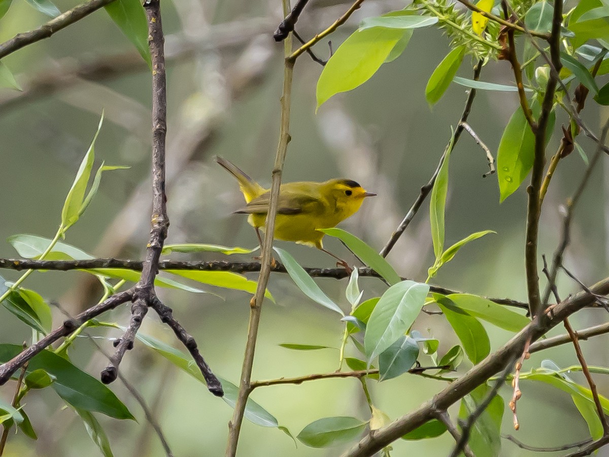 Wilson's Warbler - Nancy Schutt