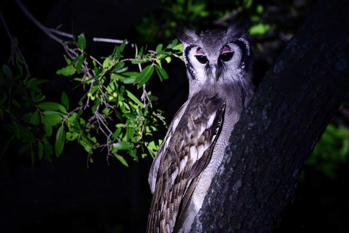 Verreaux's Eagle-Owl - Cole Penning