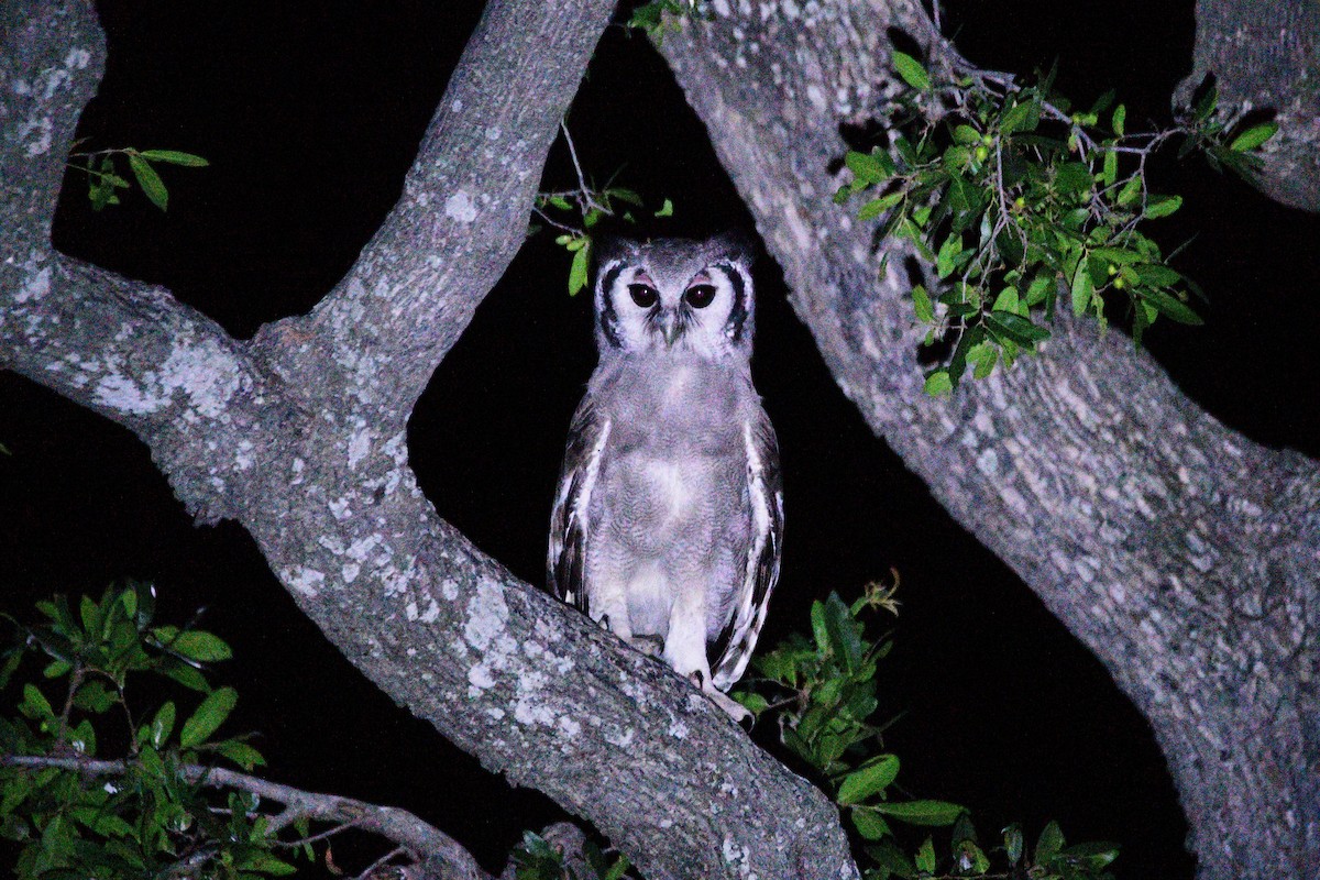 Verreaux's Eagle-Owl - Cole Penning