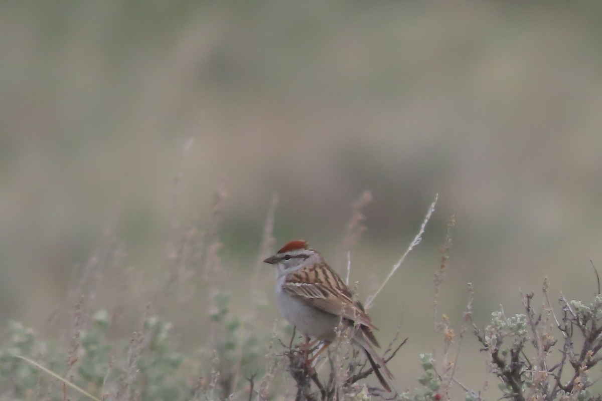 Chipping Sparrow - ML619485587