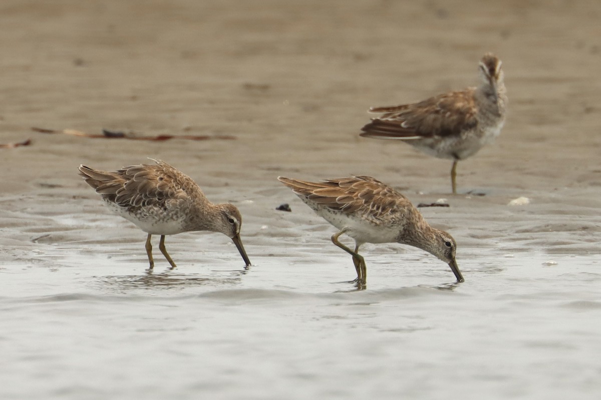 Short-billed Dowitcher - ML619485591