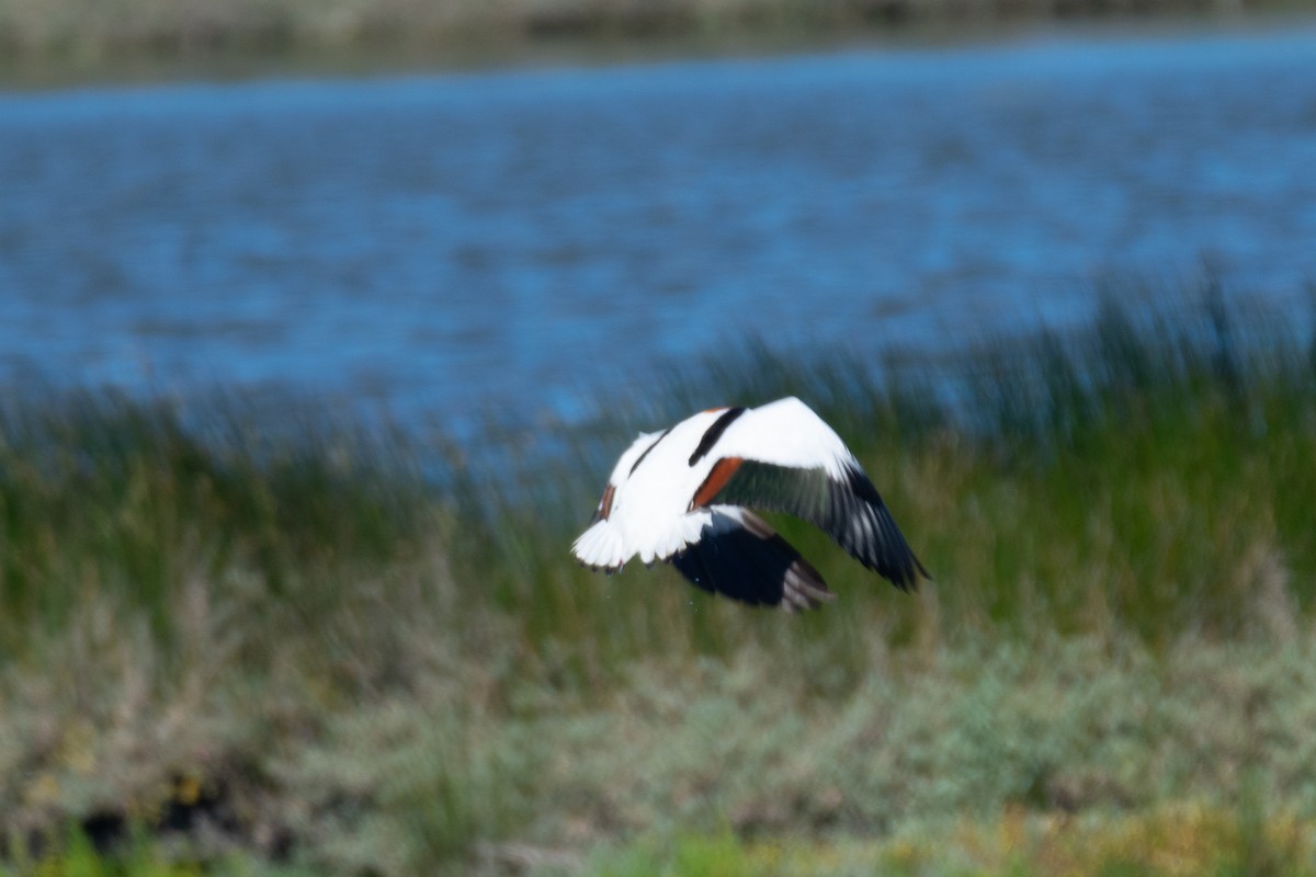 Common Shelduck - João Lima