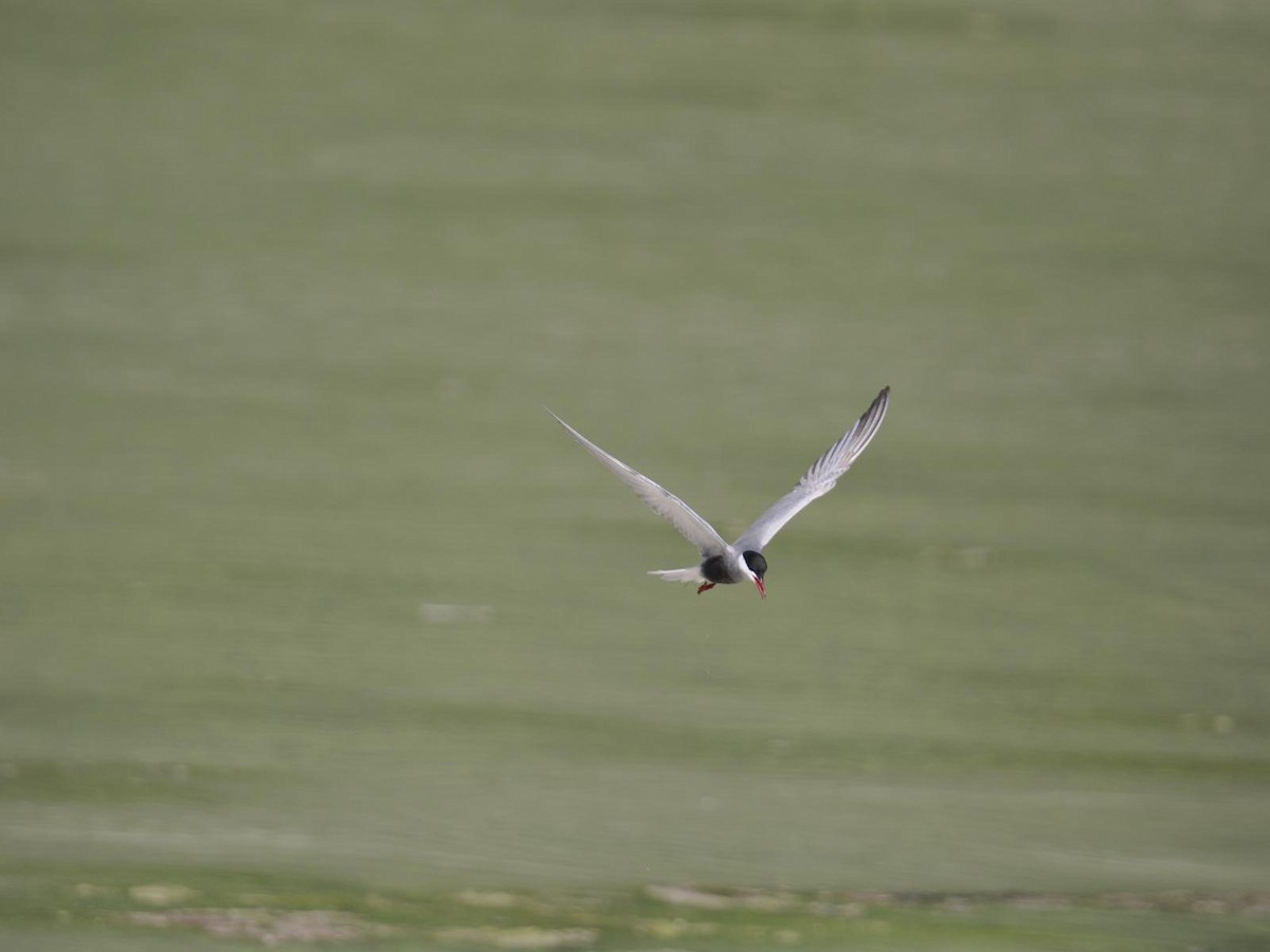 Whiskered Tern - ML619485594