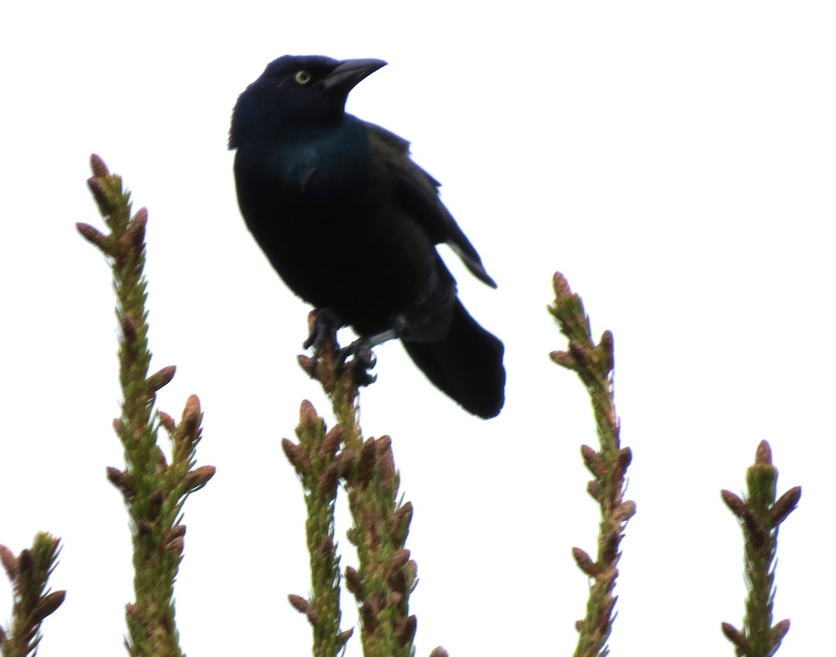 Common Grackle - James Hirtle