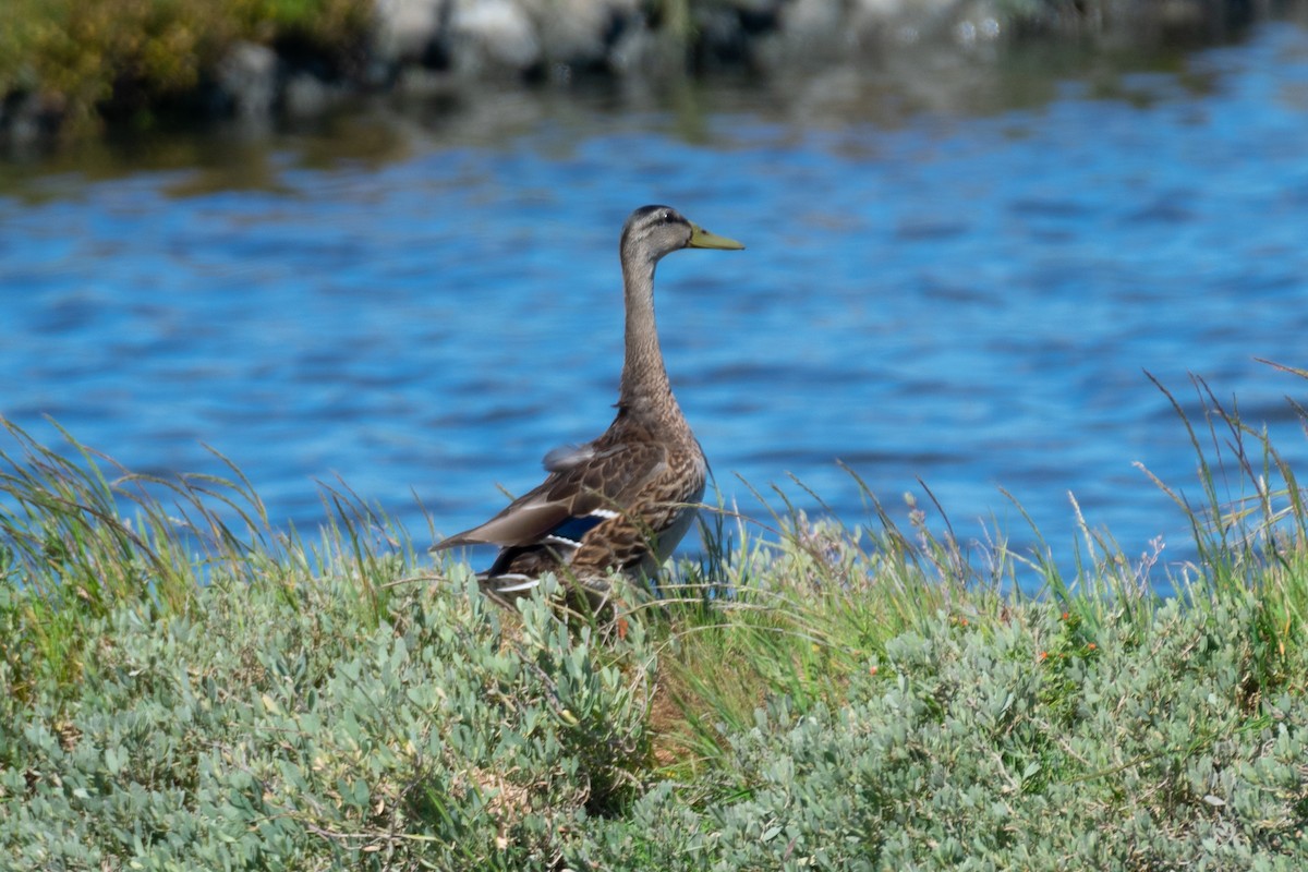 Mallard - João Lima