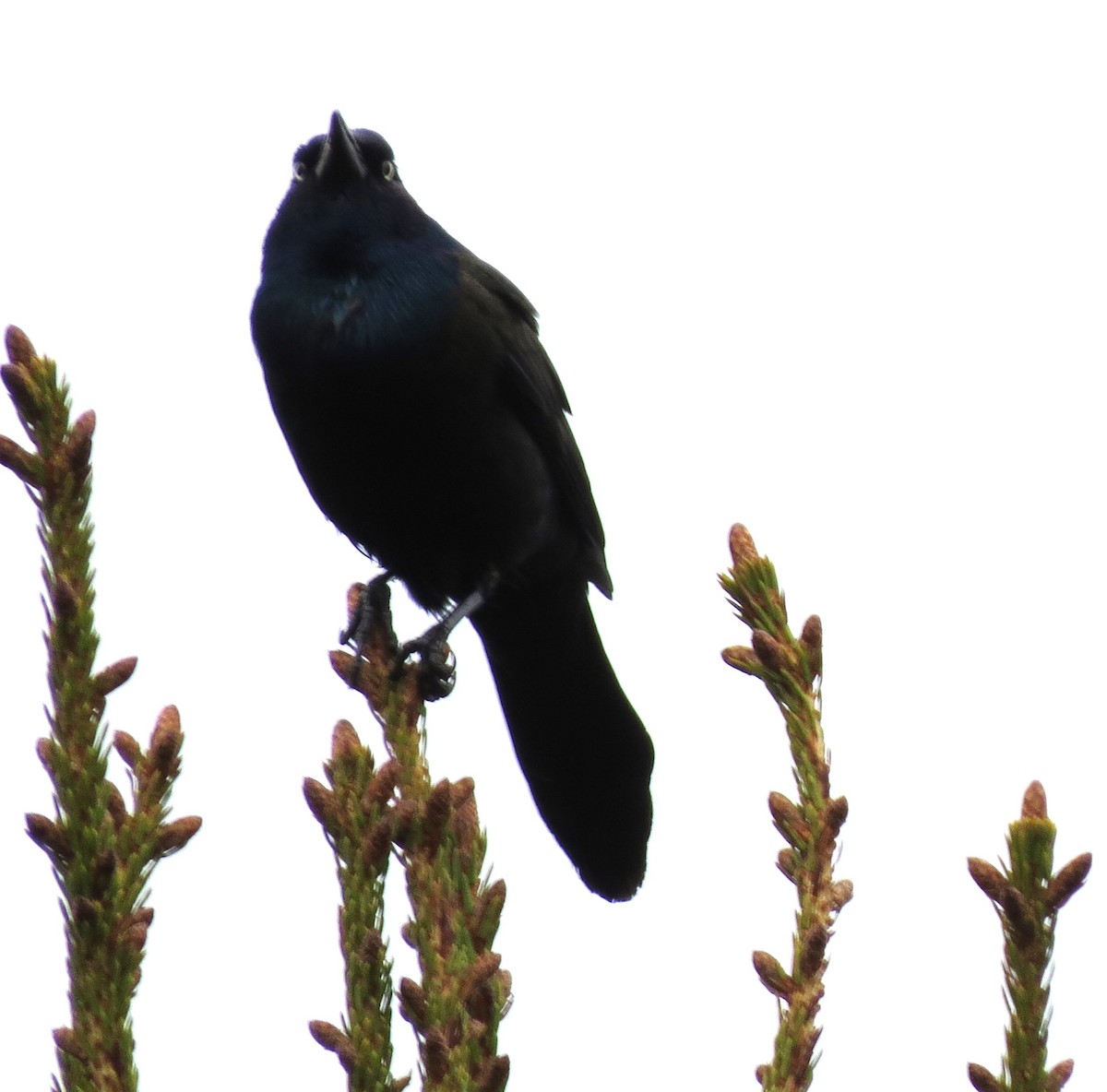 Common Grackle - James Hirtle