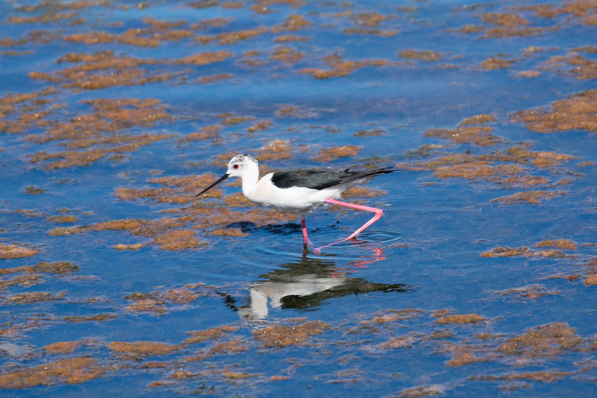 Black-winged Stilt - João Lima