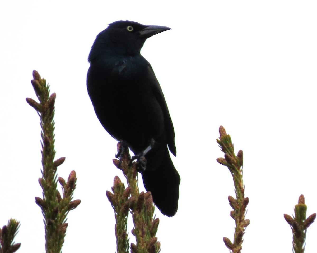 Common Grackle - James Hirtle