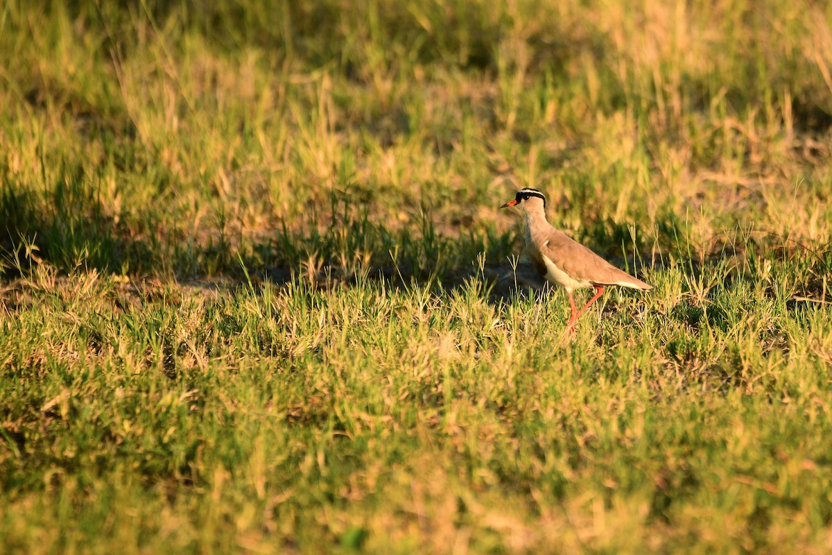 Crowned Lapwing - ML619485604