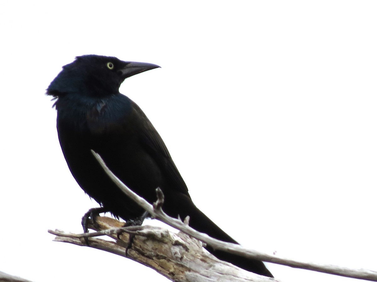 Common Grackle - James Hirtle