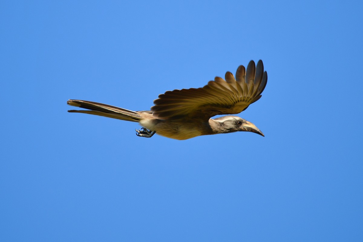 African Gray Hornbill - Cole Penning