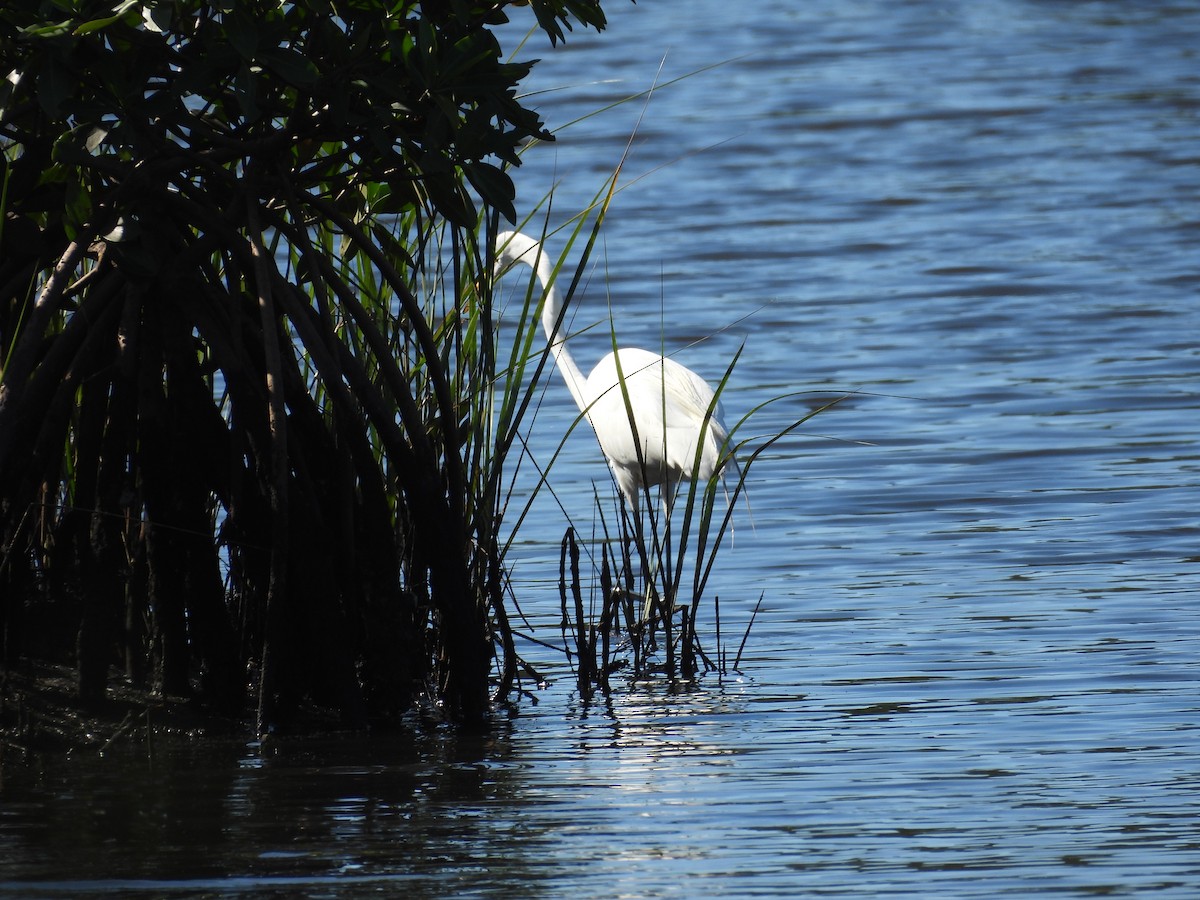 Great Egret - John  Paalvast