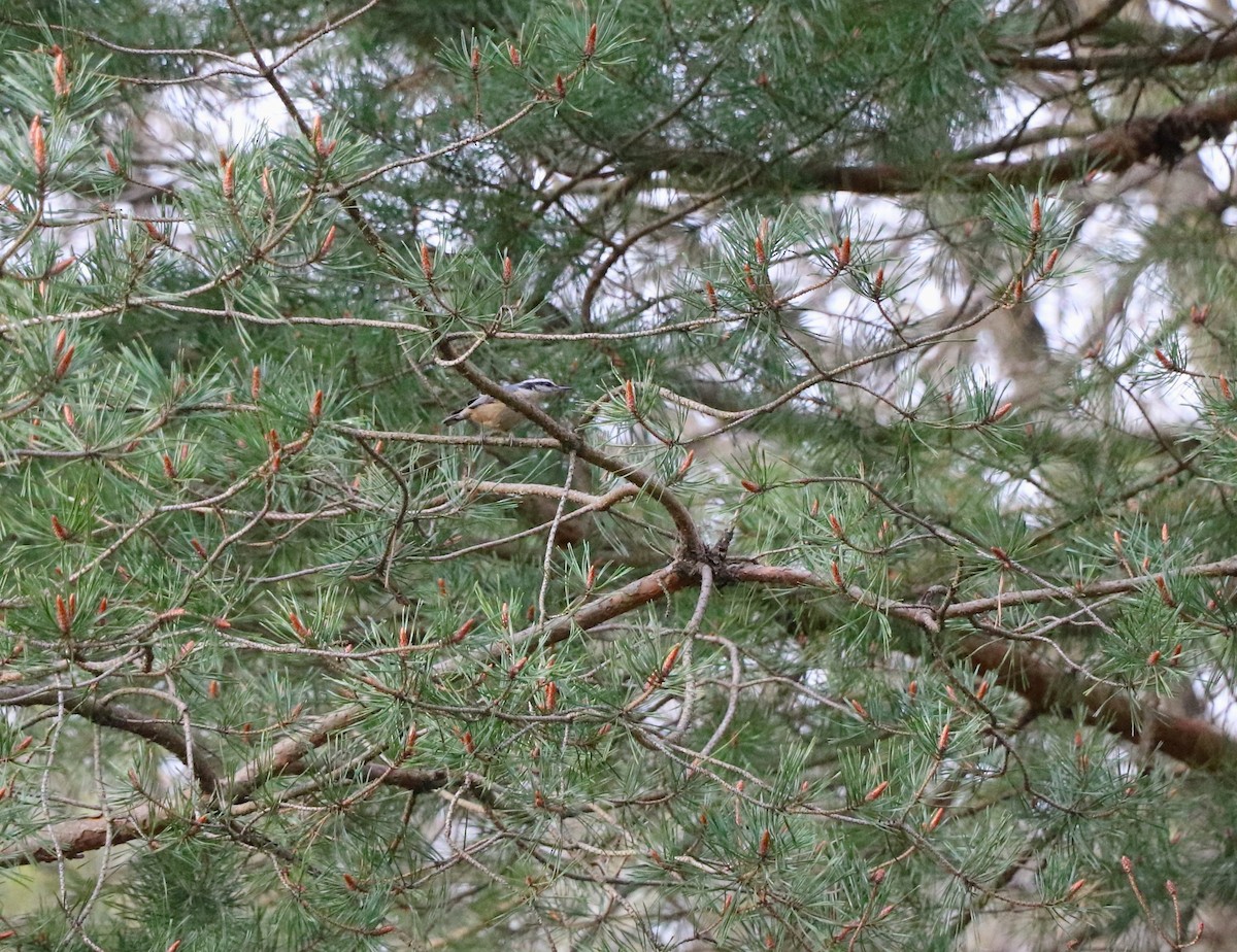 Red-breasted Nuthatch - Lisa Maier