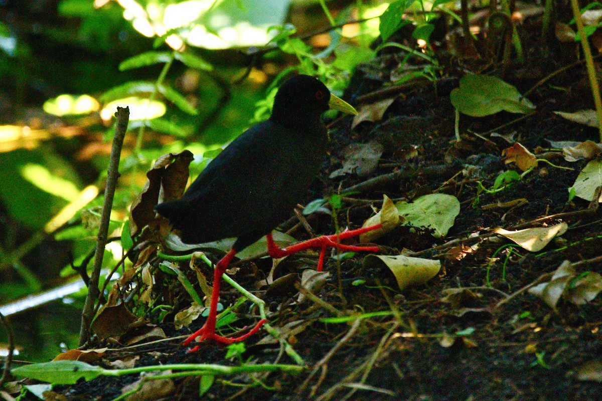 Black Crake - Cole Penning