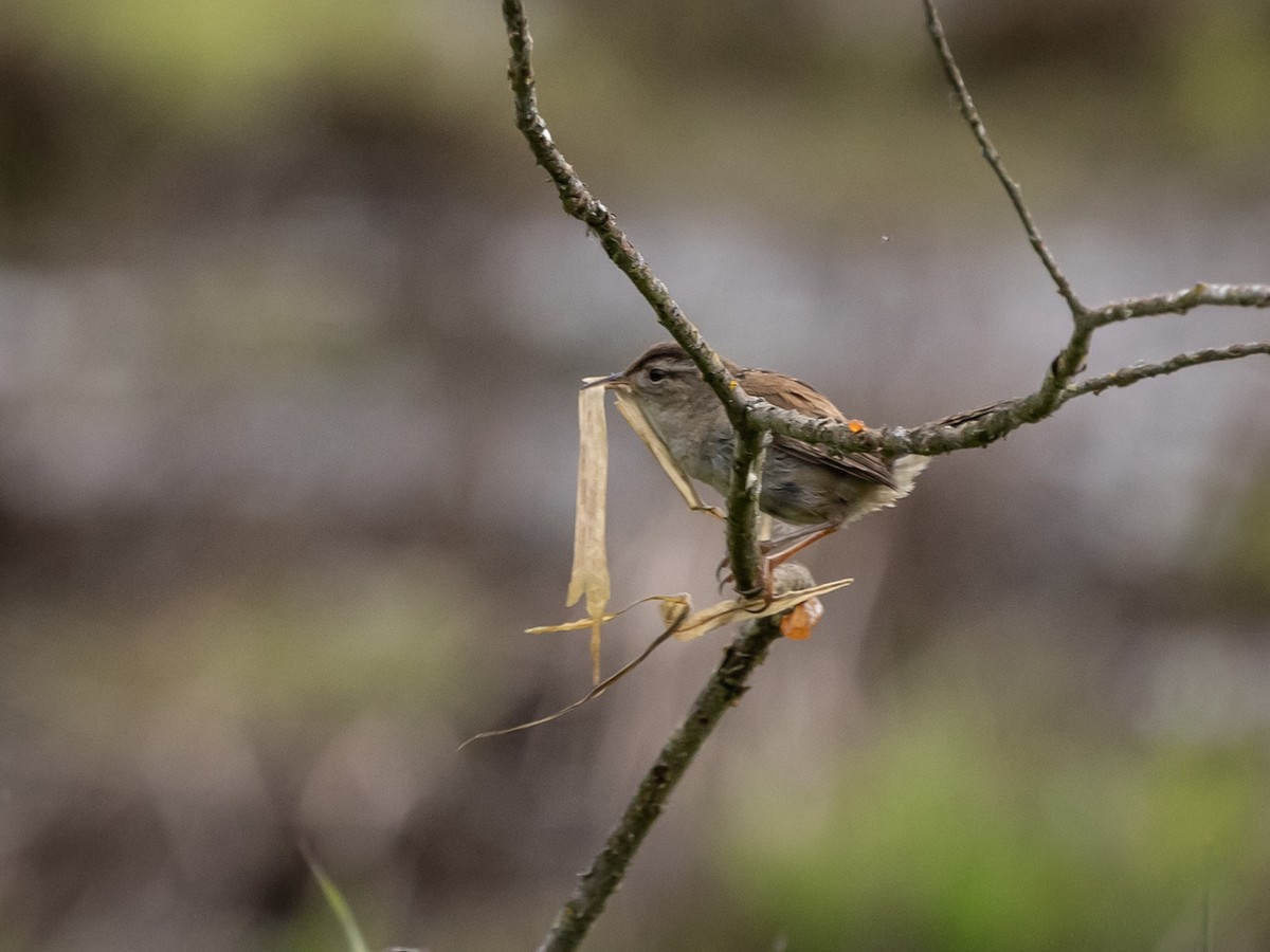 Marsh Wren - Nancy Schutt