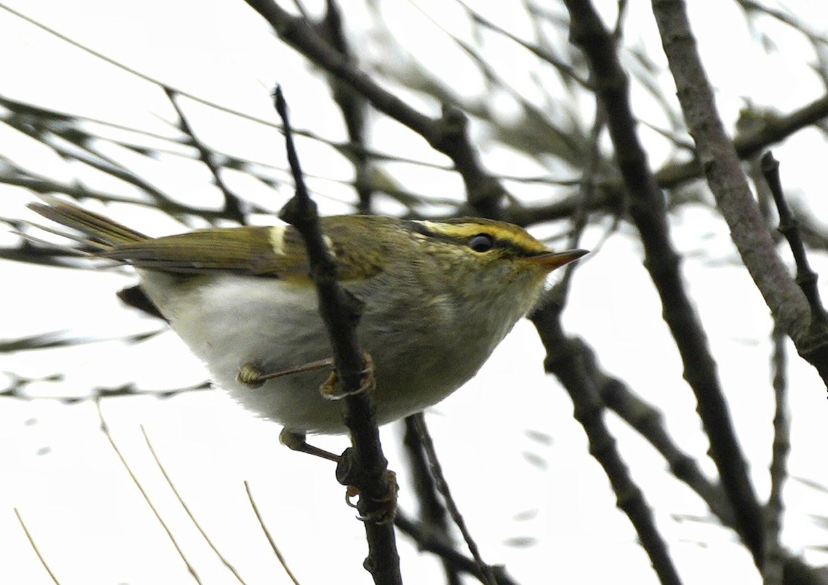 Pallas's Leaf Warbler - ML619485647