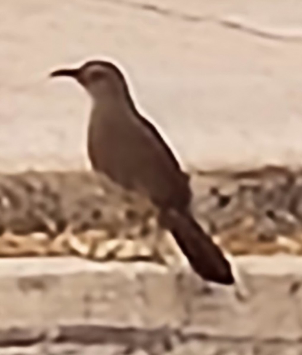 Curve-billed Thrasher - Gautham Mohan