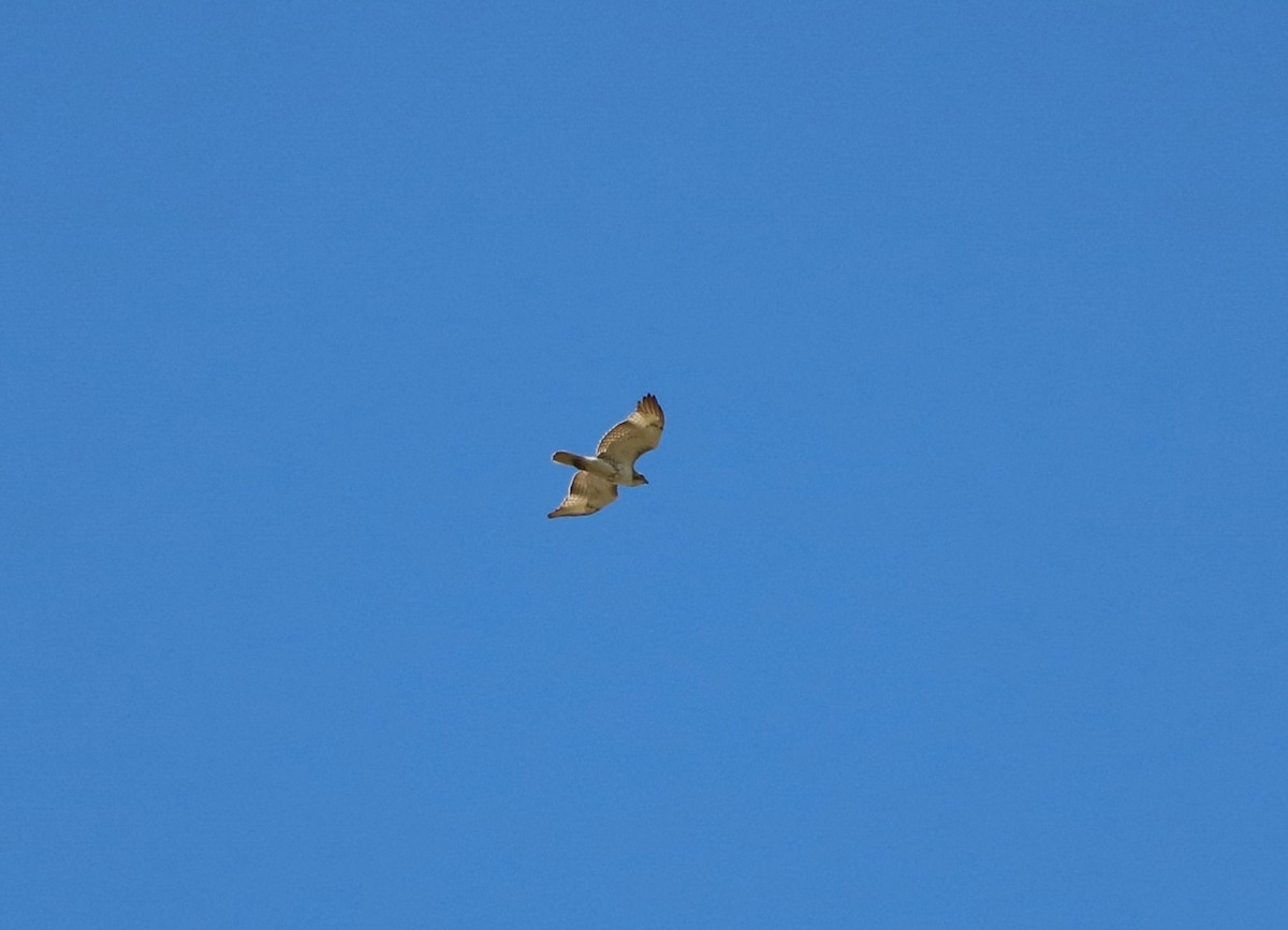 Red-tailed Hawk - ML619485655