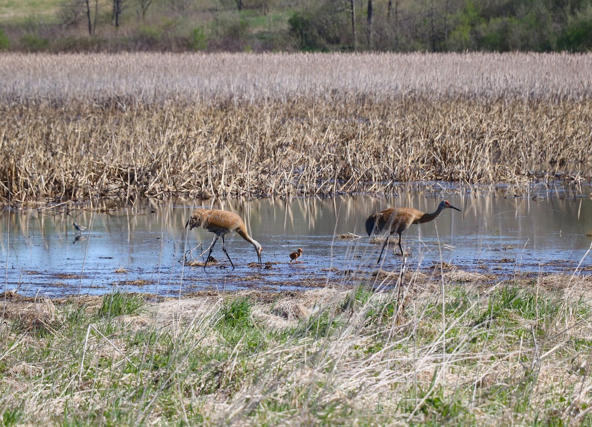 Sandhill Crane - Lisa Maier