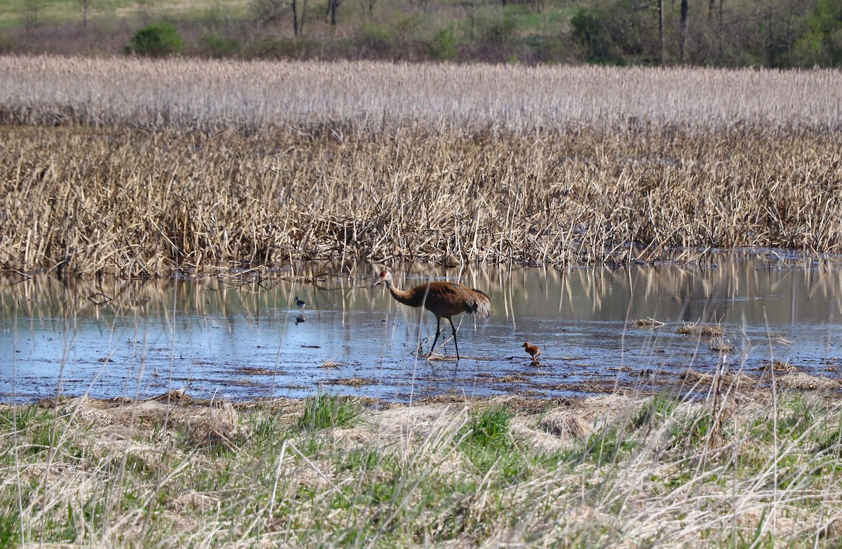 Sandhill Crane - Lisa Maier