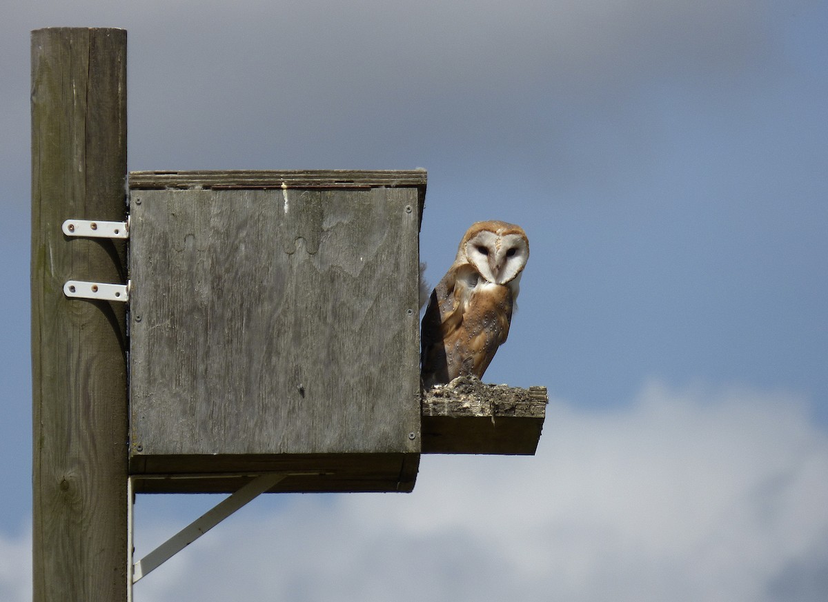 Barn Owl - ML619485669