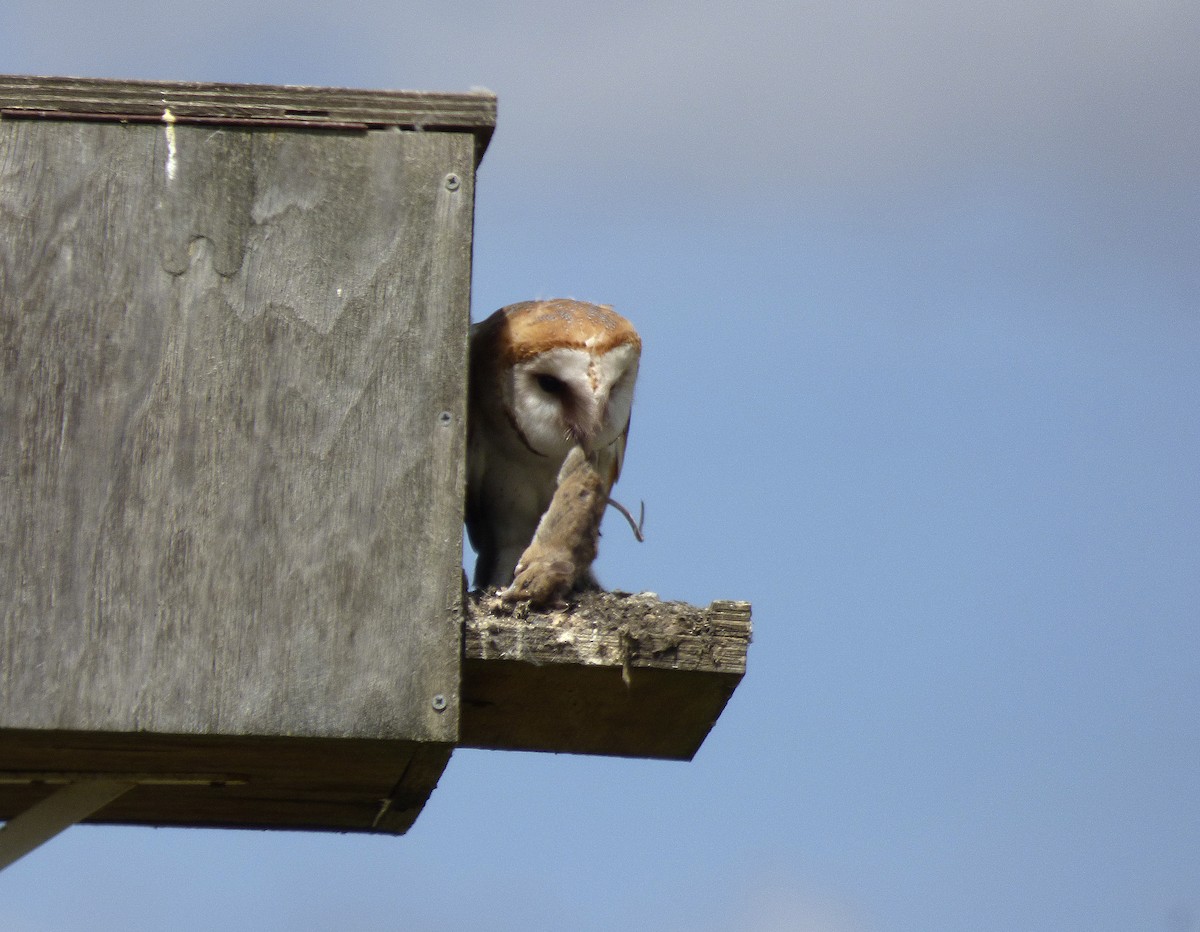 Barn Owl - ML619485670