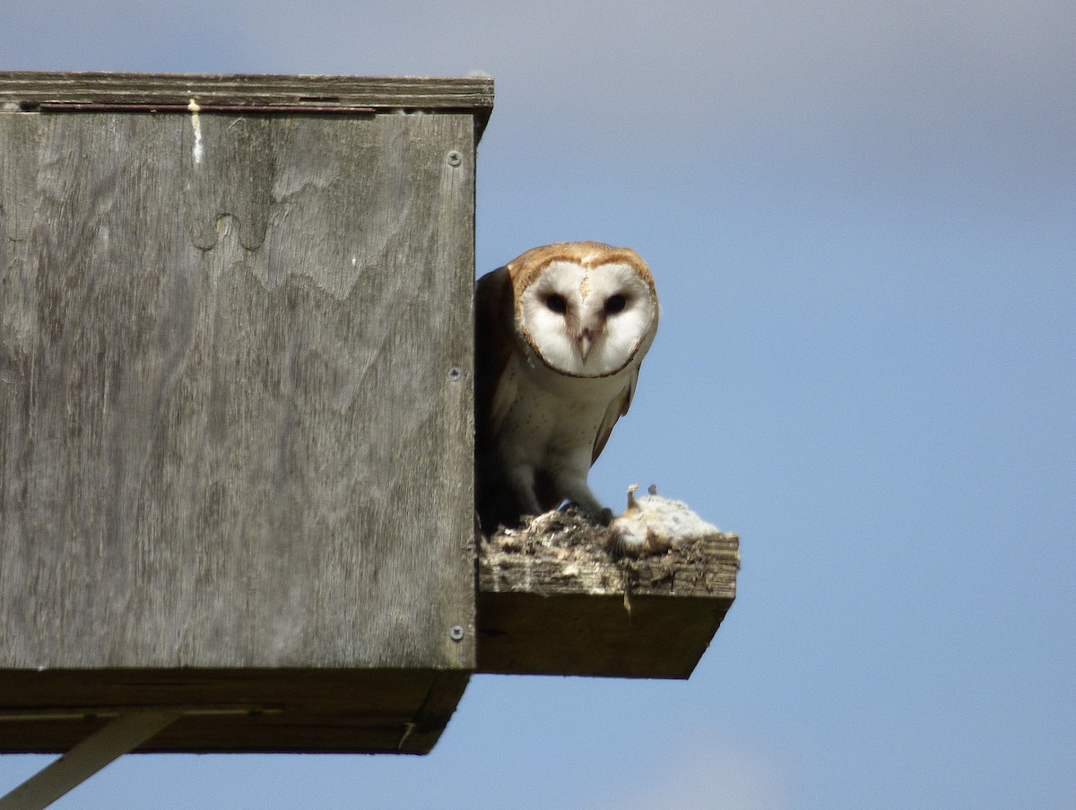 Barn Owl - Alfonso Rodrigo