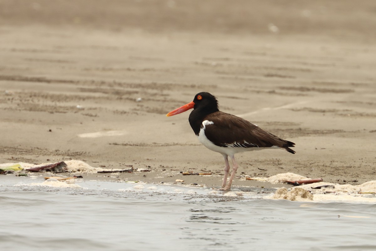 American Oystercatcher - John van Dort