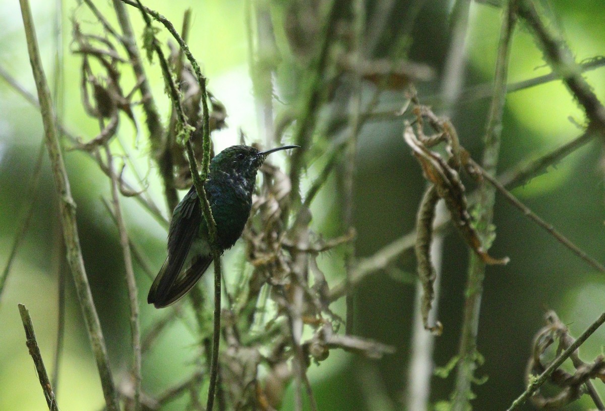 Blue-vented Hummingbird - Richard Greenhalgh