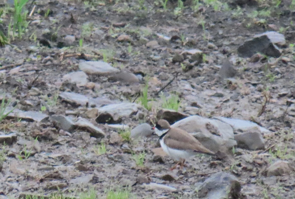 Semipalmated Plover - Tom Boyle