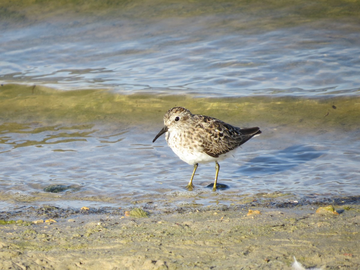 Least Sandpiper - Evan Carlson