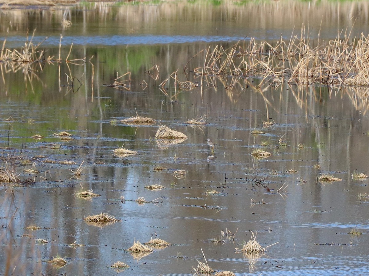 Lesser Yellowlegs - Lisa Maier