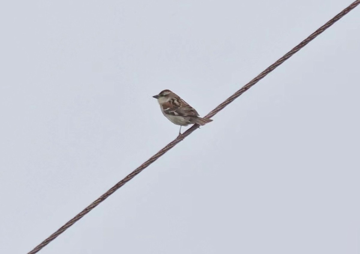 Russet Sparrow - 浙江 重要鸟讯汇整