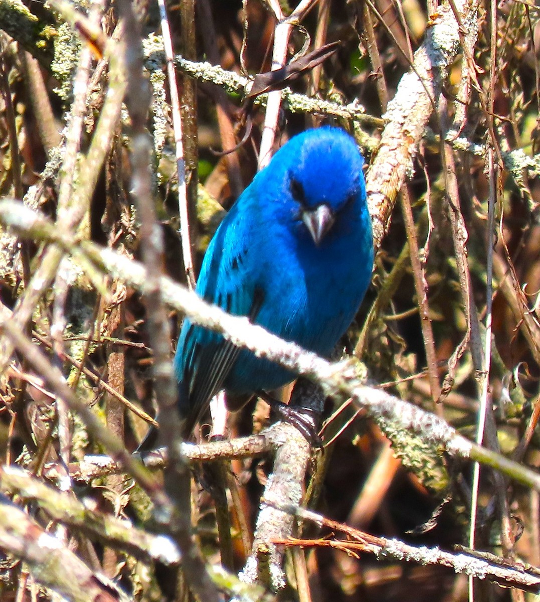 Indigo Bunting - ML619485683