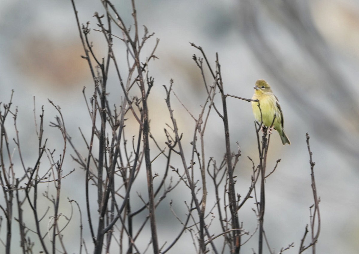 Yellow Bunting - ML619485687