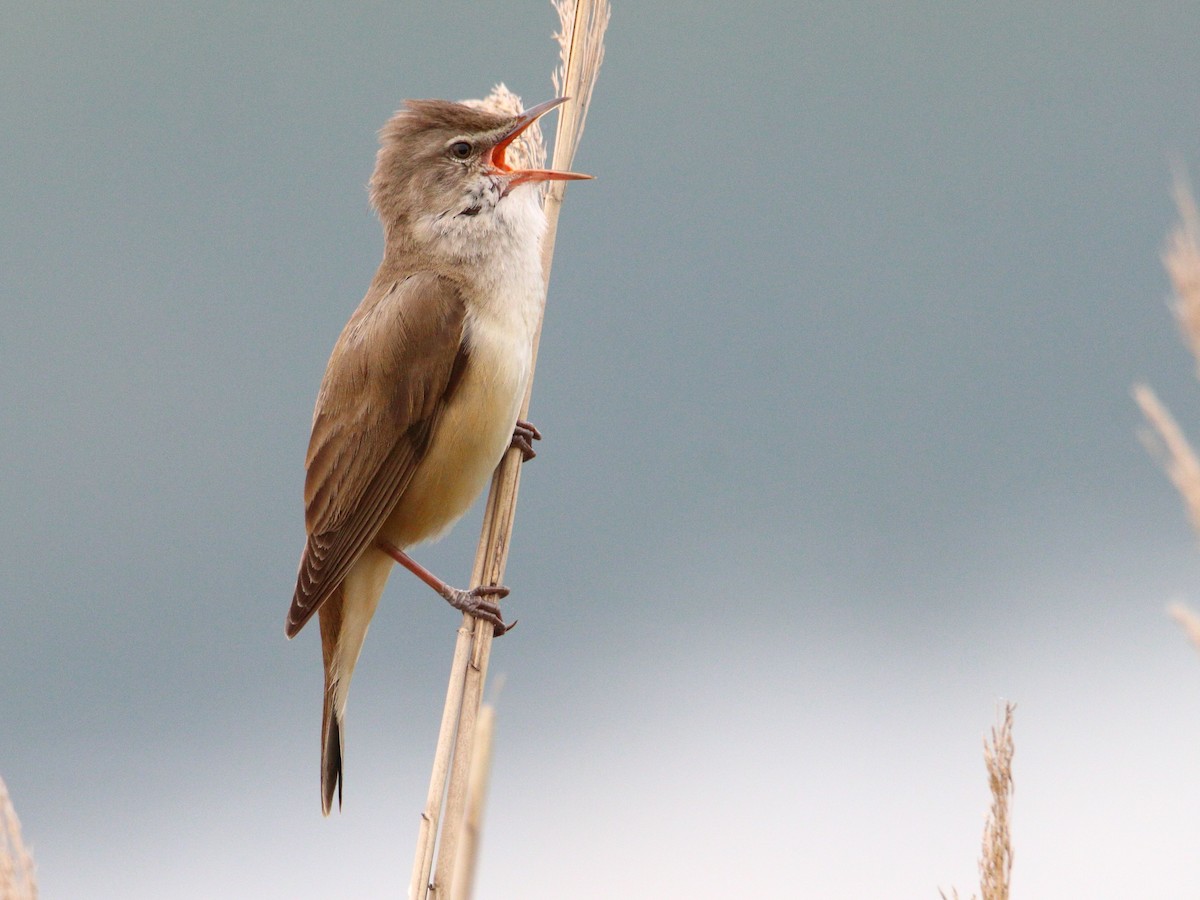 Great Reed Warbler - ML619485690