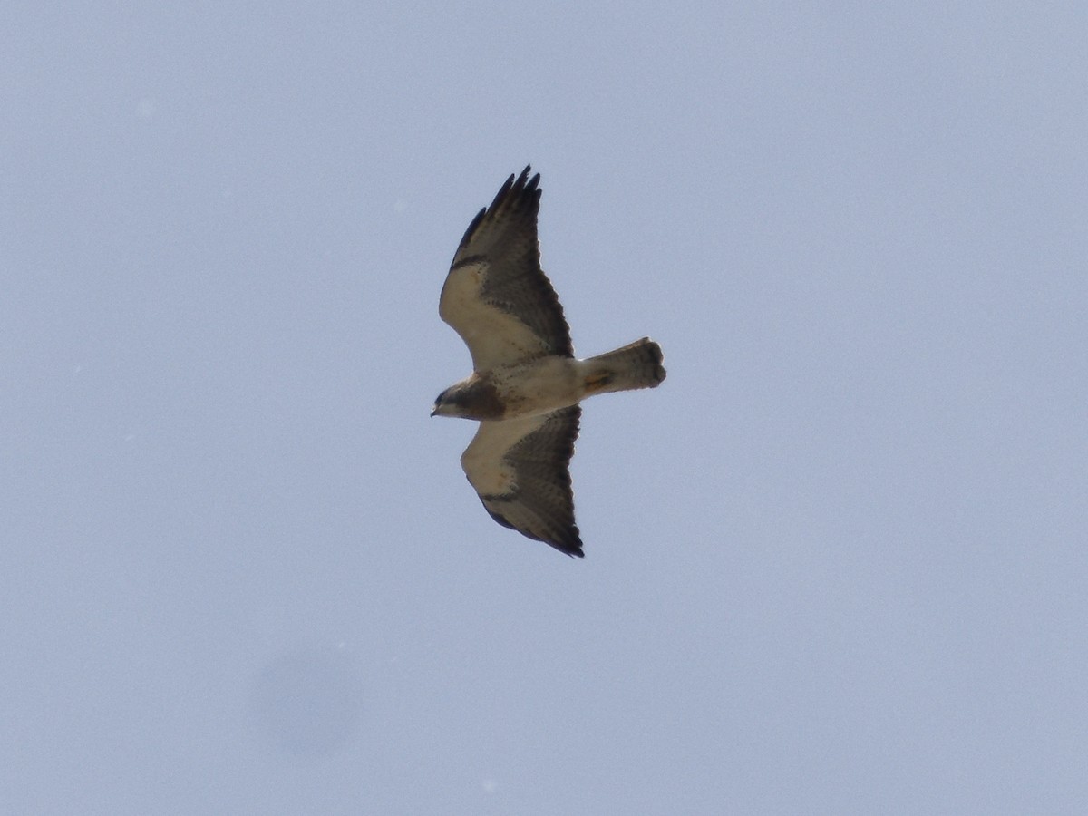 Swainson's Hawk - Edith Holden