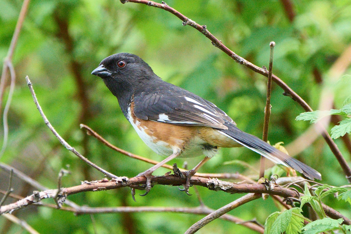 Eastern Towhee - David Mou