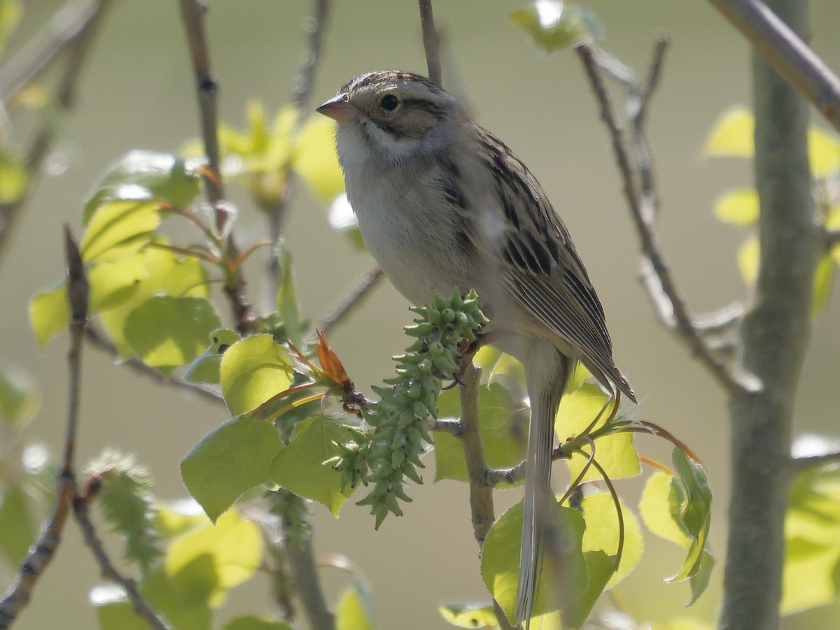 Clay-colored Sparrow - Edith Holden