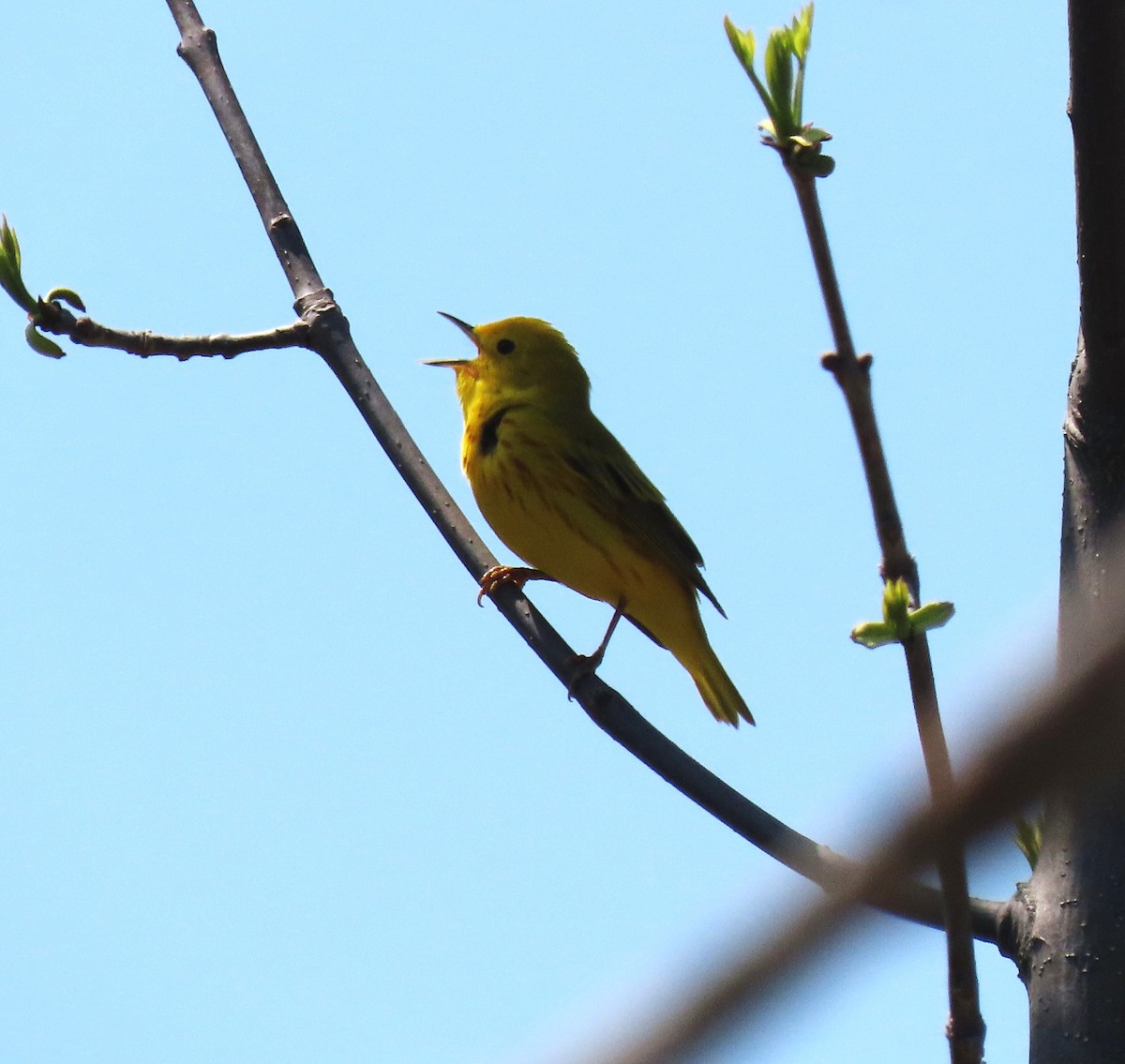 Yellow Warbler - Bonnie McKenzie