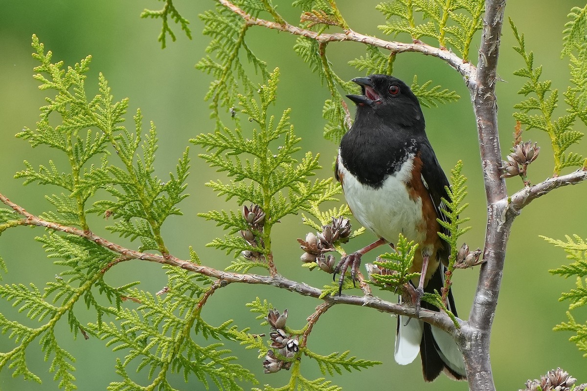 Eastern Towhee - David Mou